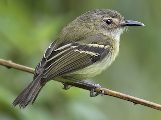  - Smoky-fronted Tody-Flycatcher