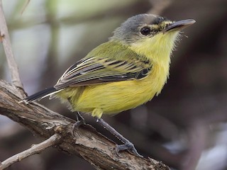 Maracaibo Tody-Flycatcher - eBird