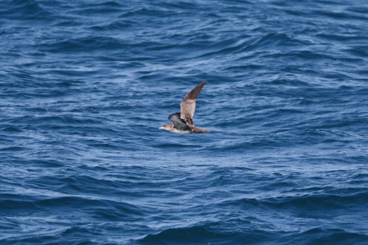 Pink-footed Shearwater - ML32216471