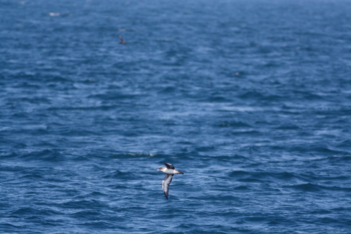Pink-footed Shearwater - ML32216481