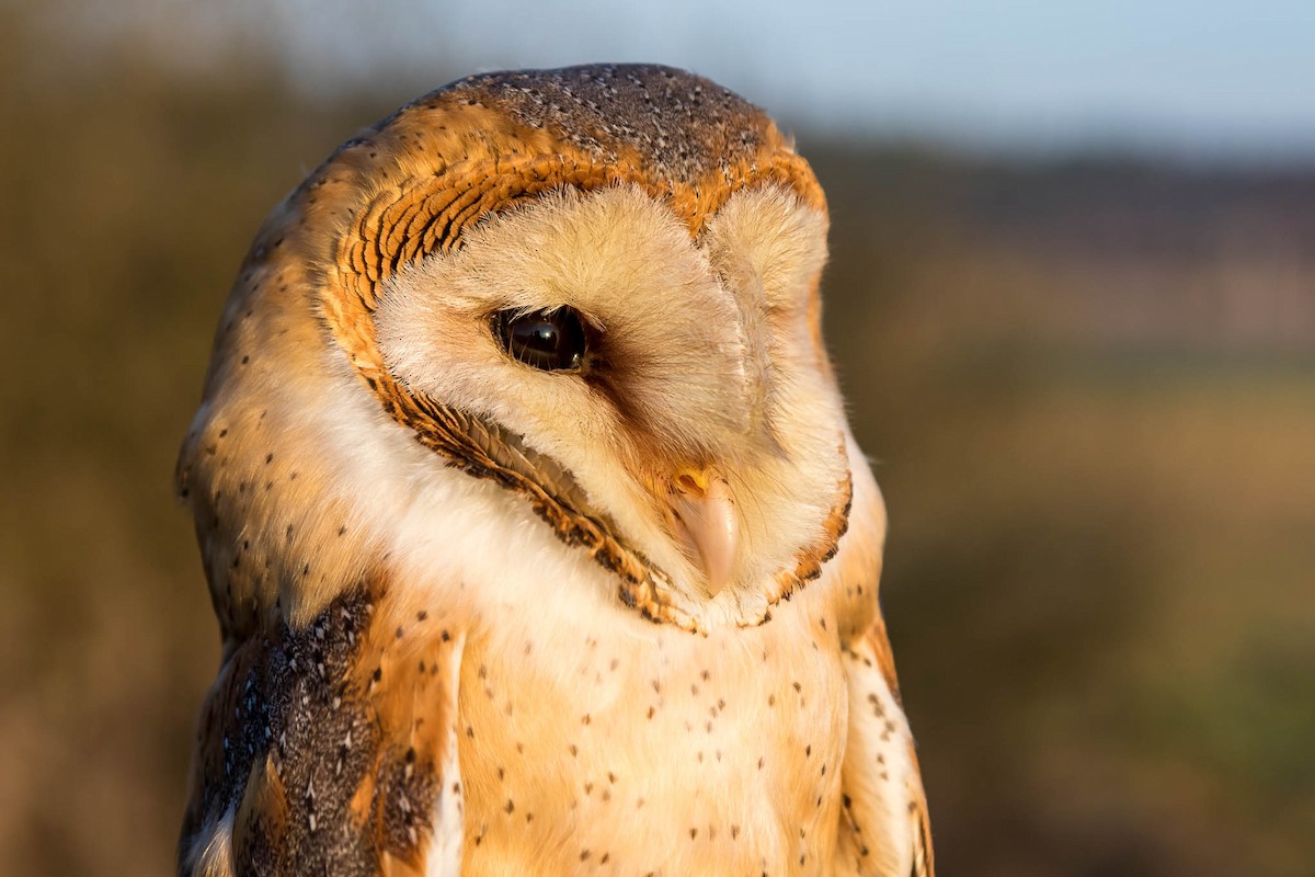 Barn Owl - Honza Grünwald