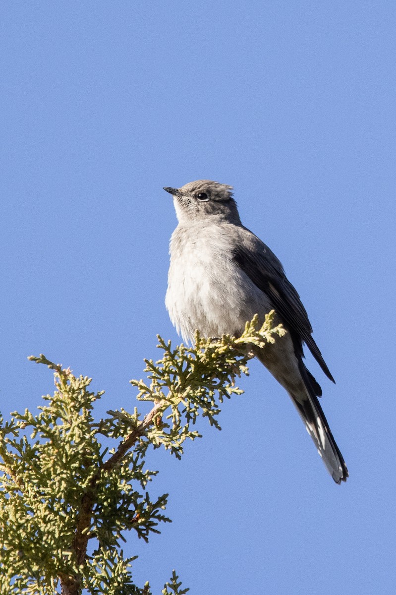 Townsend's Solitaire - ML322170631