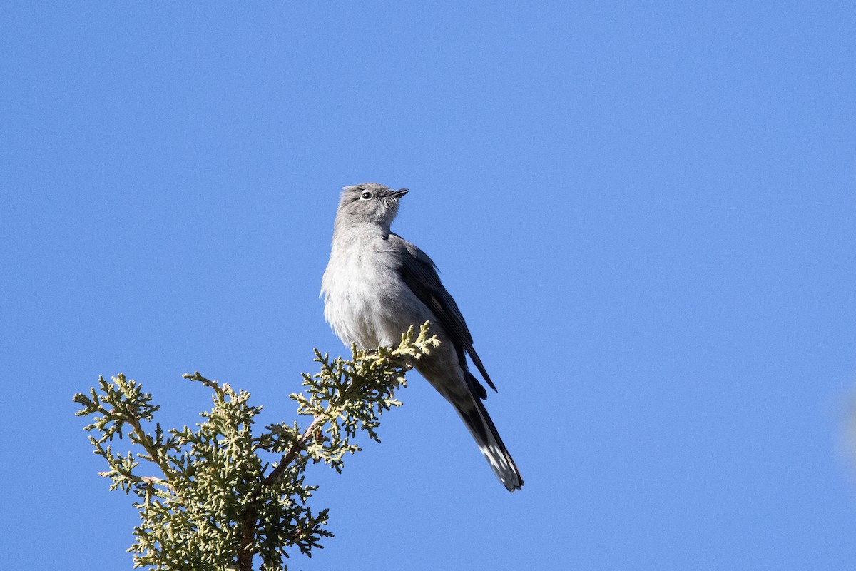 Townsend's Solitaire - Robert Lewis