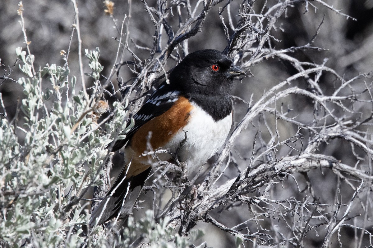 Spotted Towhee - ML322170721