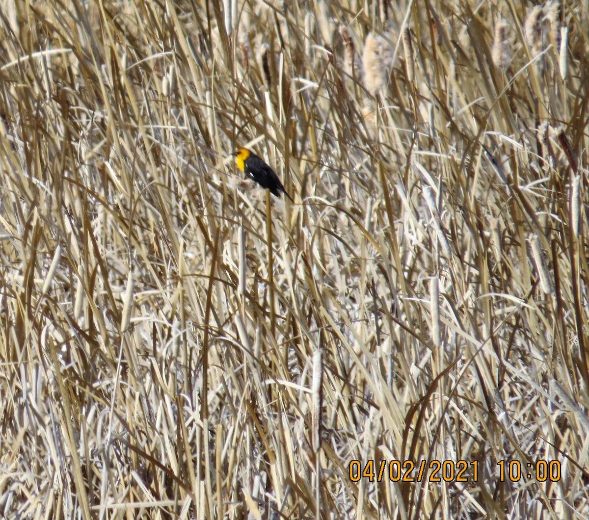 Yellow-headed Blackbird - ML322171791