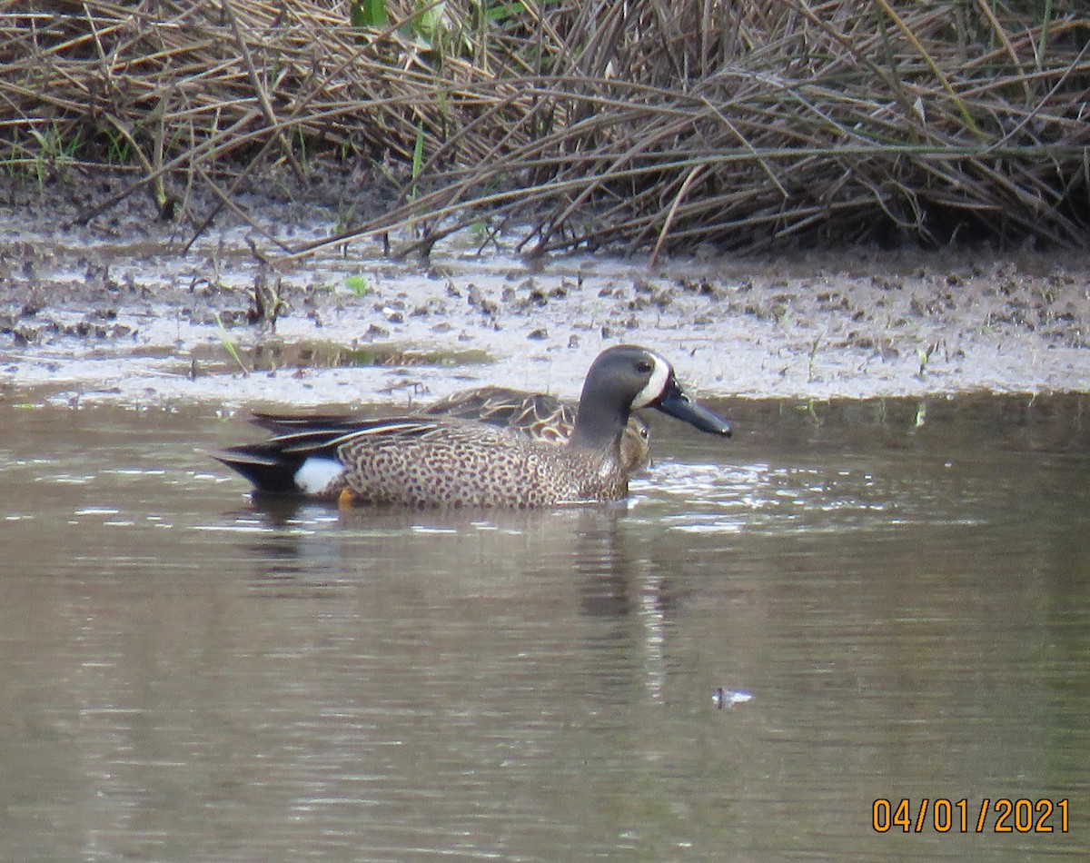 Blue-winged Teal - ML322175091