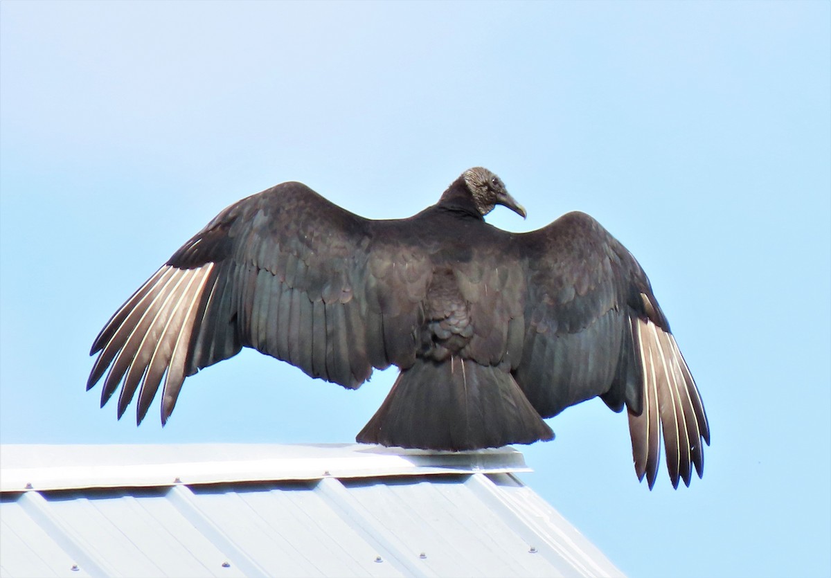 Black Vulture - ML322180351