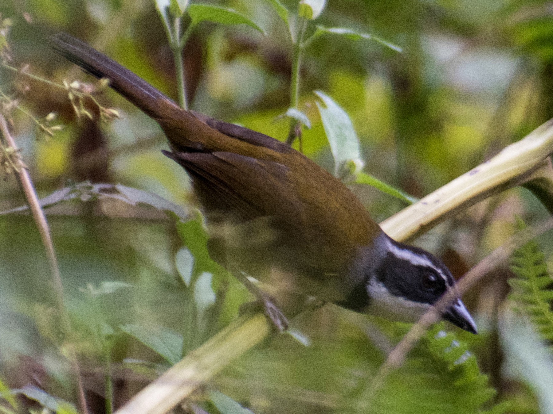 Caracas Brushfinch - Daniel Flores
