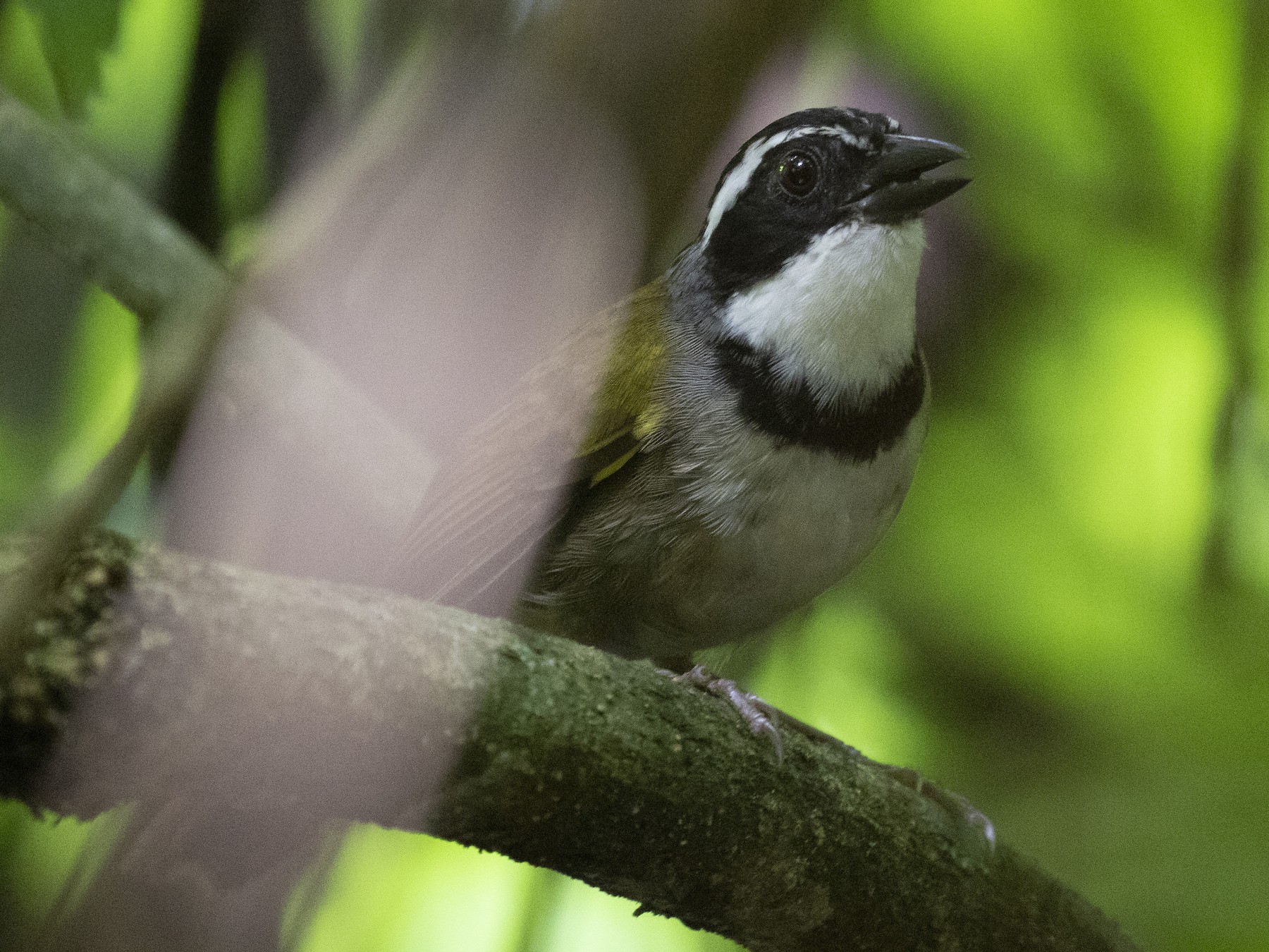 Caracas Brushfinch - David Ascanio