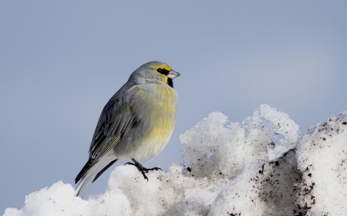 Yellow-bridled Finch - Angélica Almonacid
