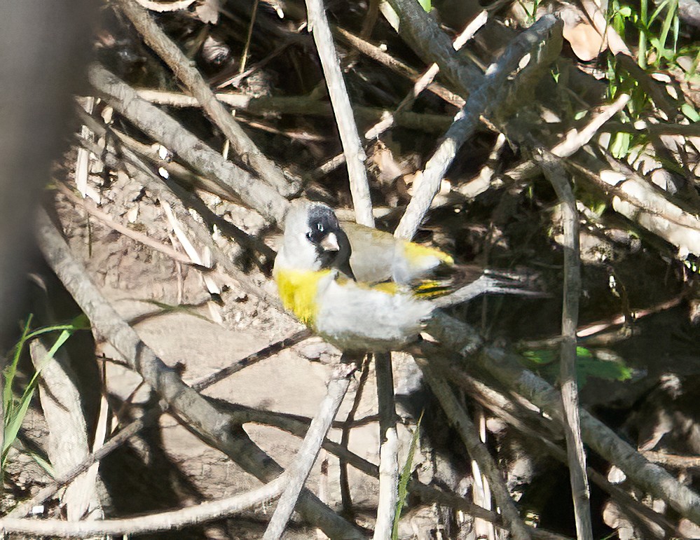 Lawrence's Goldfinch - ML322185631