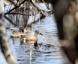 Blue-winged Teal, ML322186341