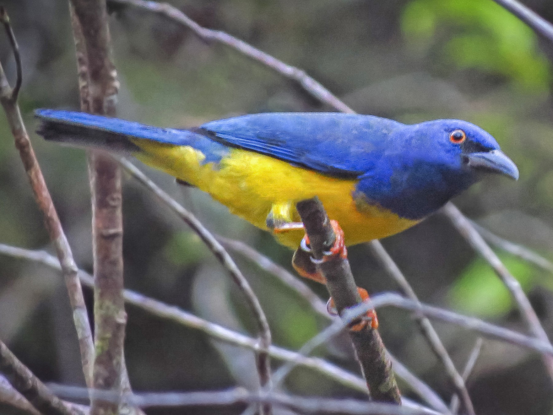 Bluebacked Tanager eBird