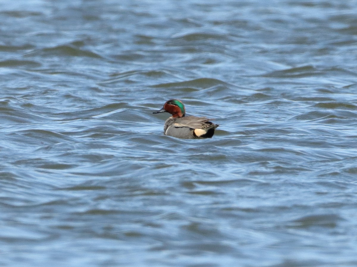 Green-winged Teal - ML322197861