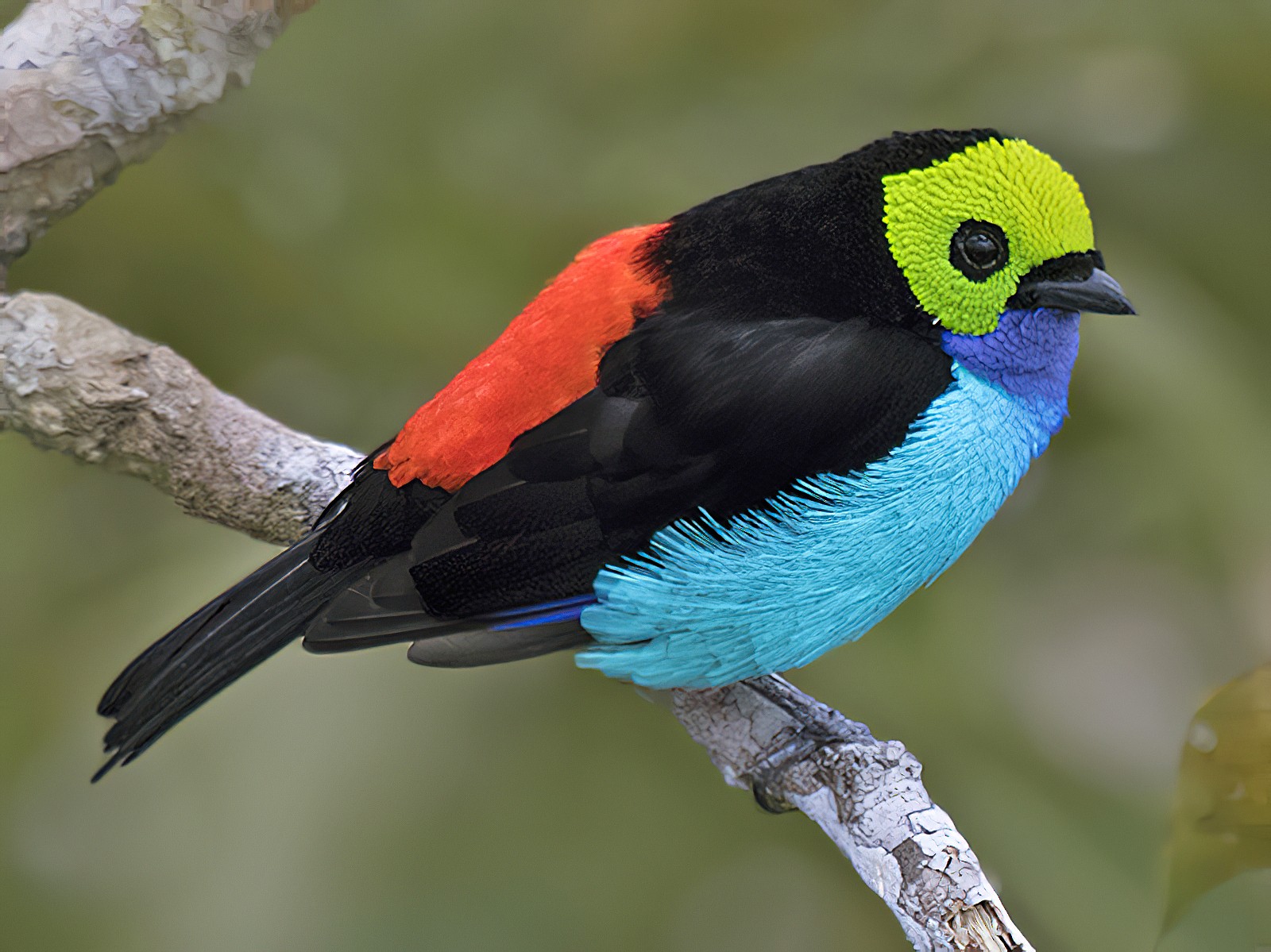 Paradise Tanager - Zak Pohlen