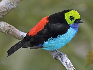 Paradise Tanager - Tangara chilensis - Birds of the World