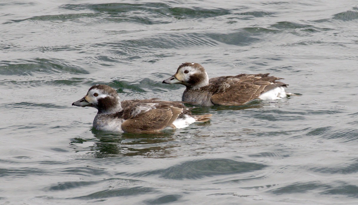 Long-tailed Duck - Adam Vesely