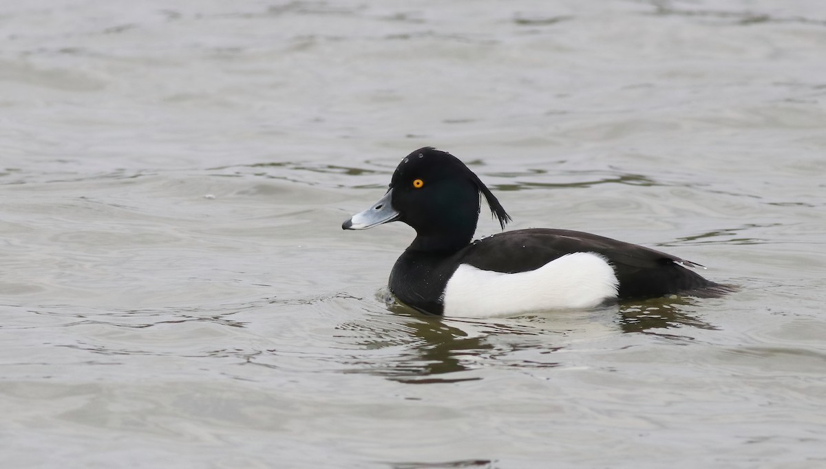 Tufted Duck - ML322199851
