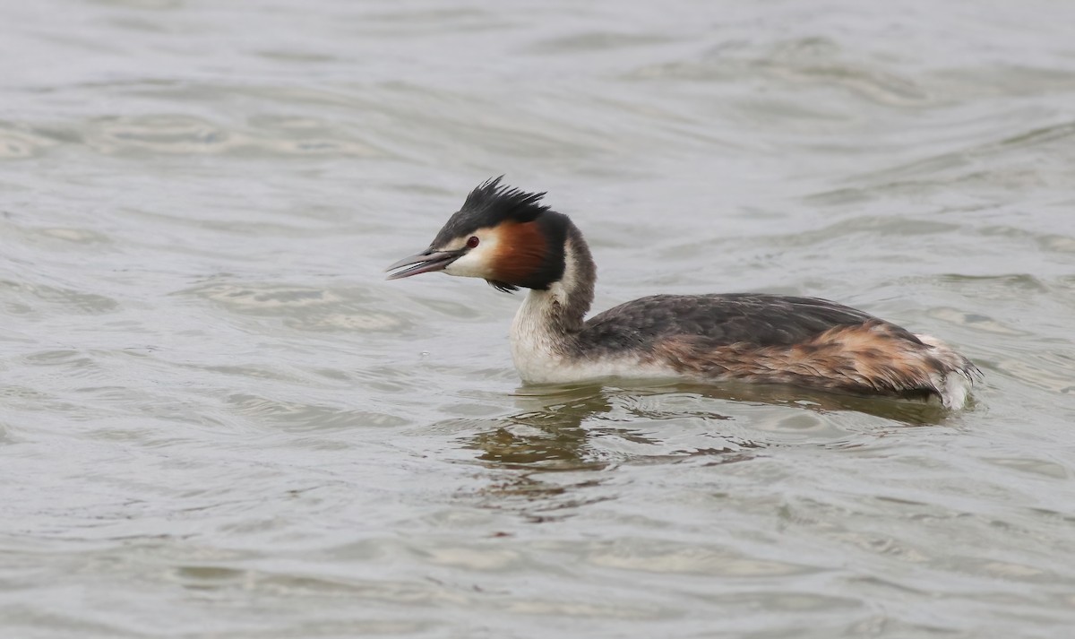 Great Crested Grebe - ML322200021