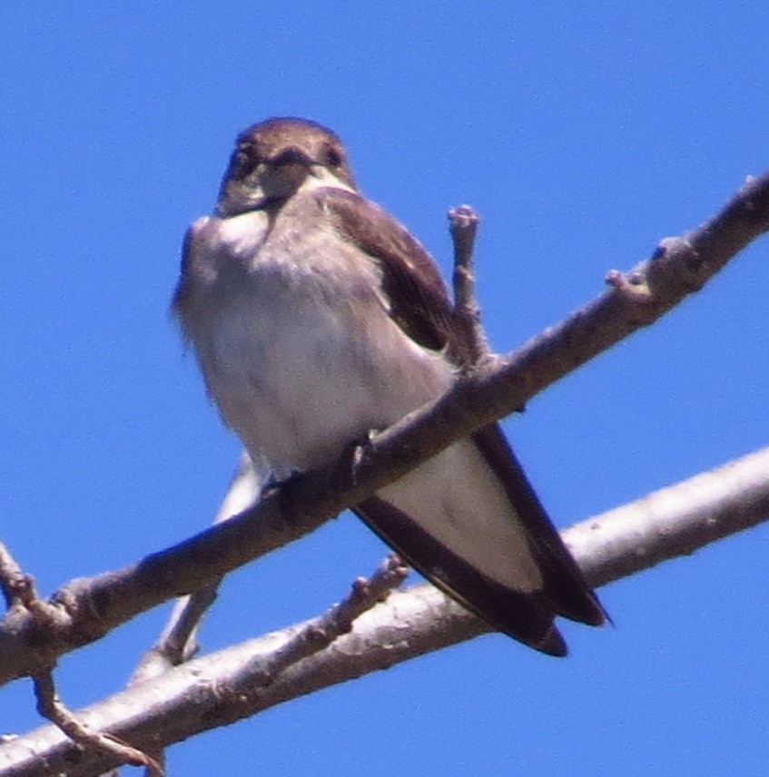 Northern Rough-winged Swallow - Allen Gathman