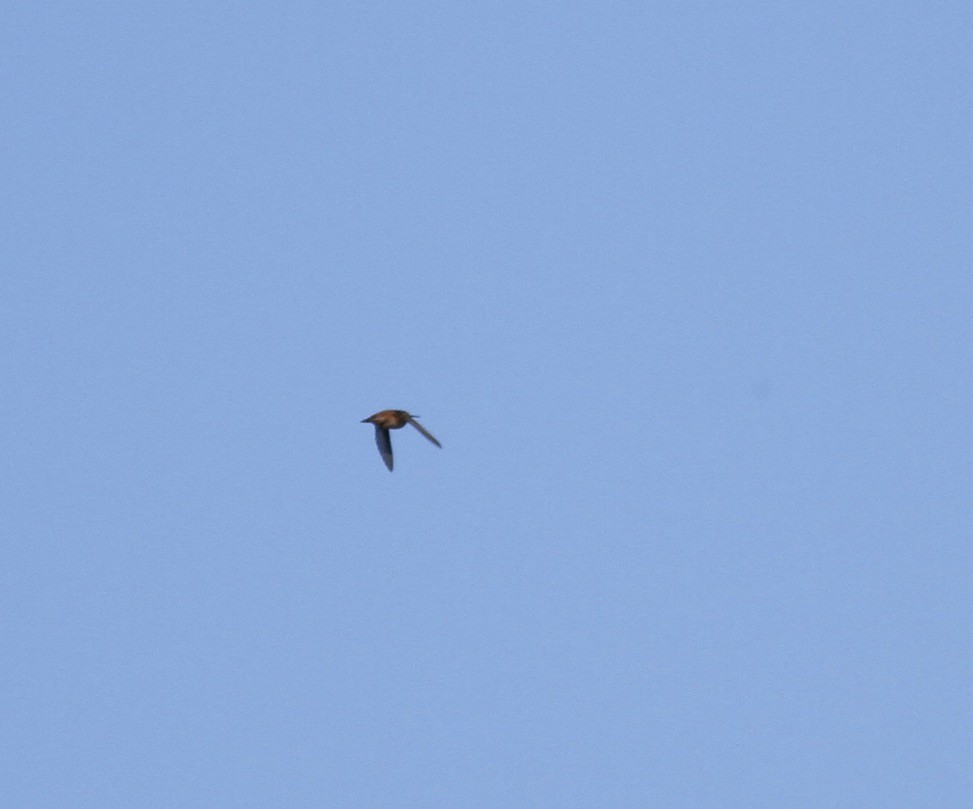 Rufous Hummingbird - ML322201351