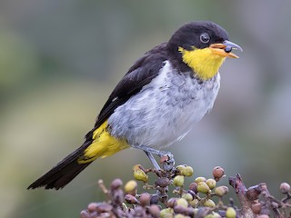  - Yellow-backed Tanager