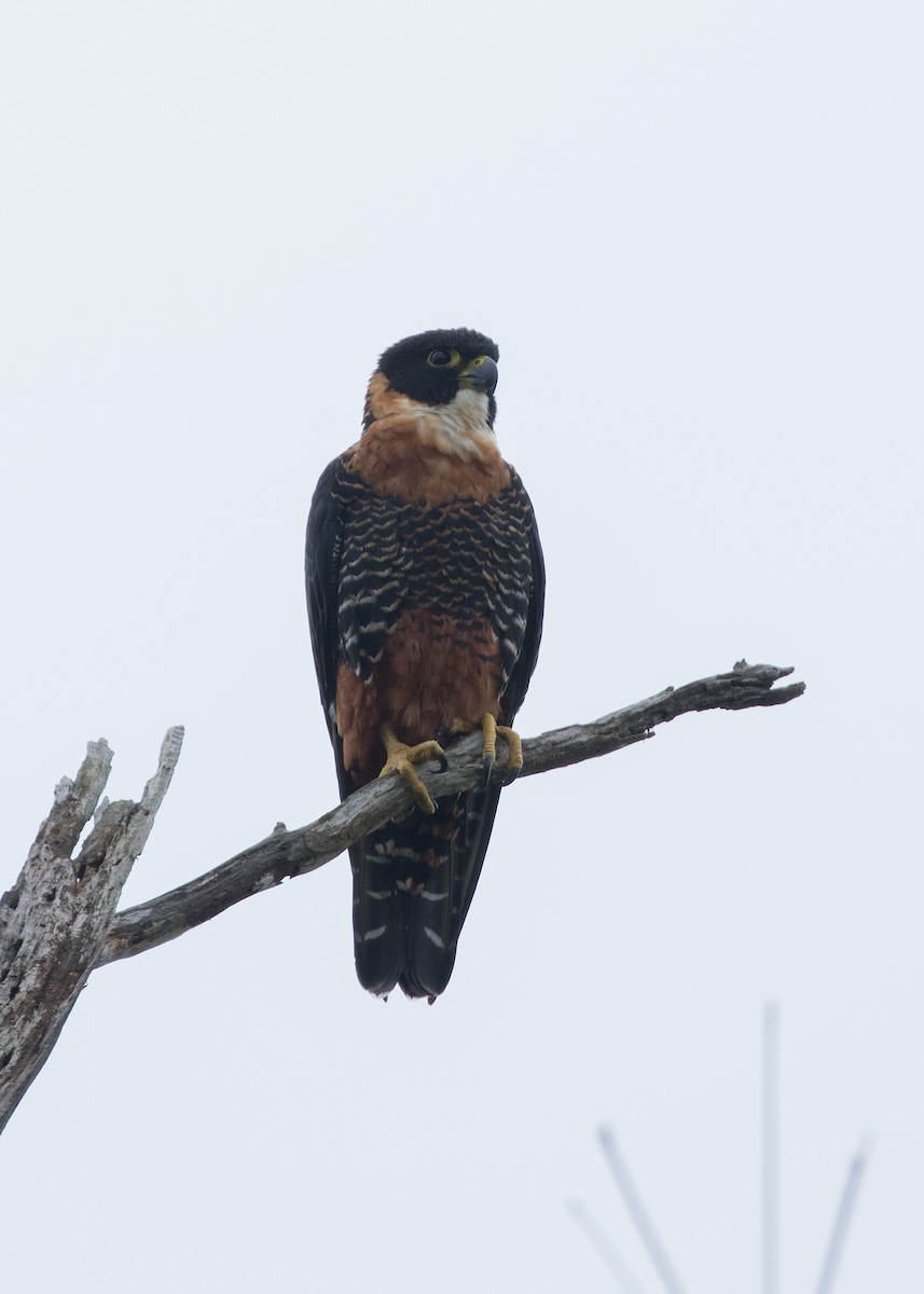 Orange-breasted Falcon - ML322205781