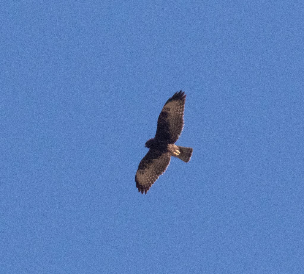 Short-tailed Hawk - manuel grosselet