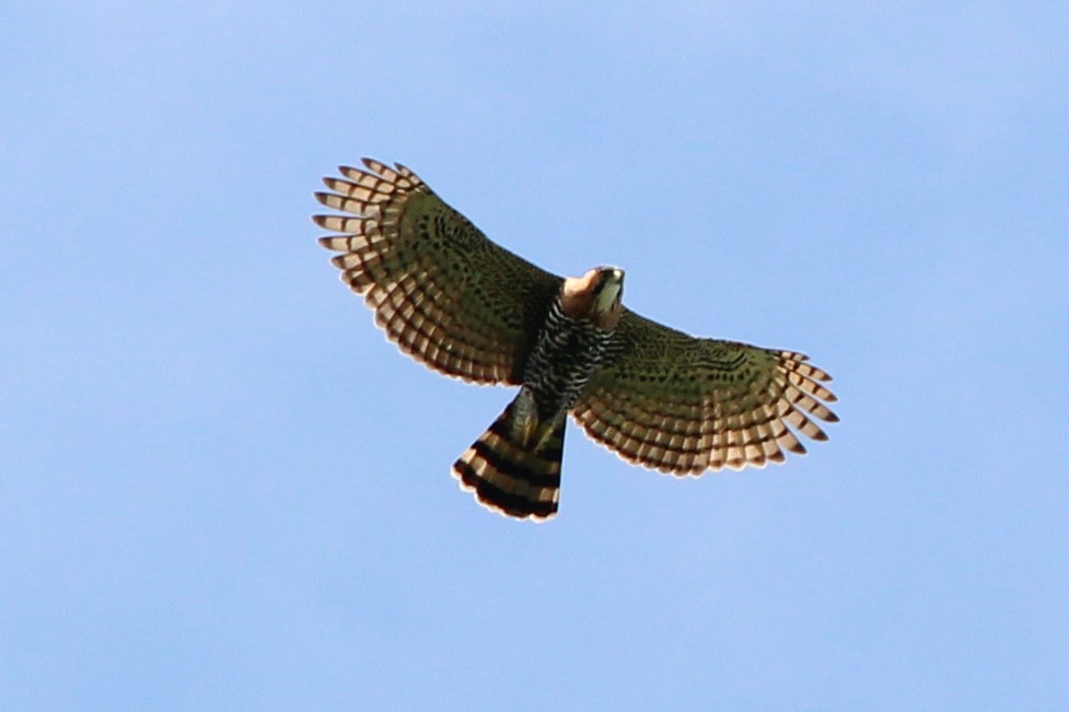 Ornate Hawk-Eagle - Nick Schleissmann