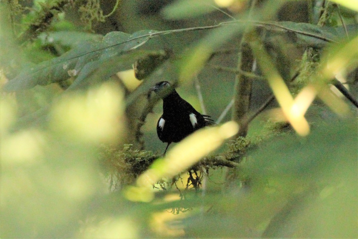 Panamáameisenvogel - ML322209121
