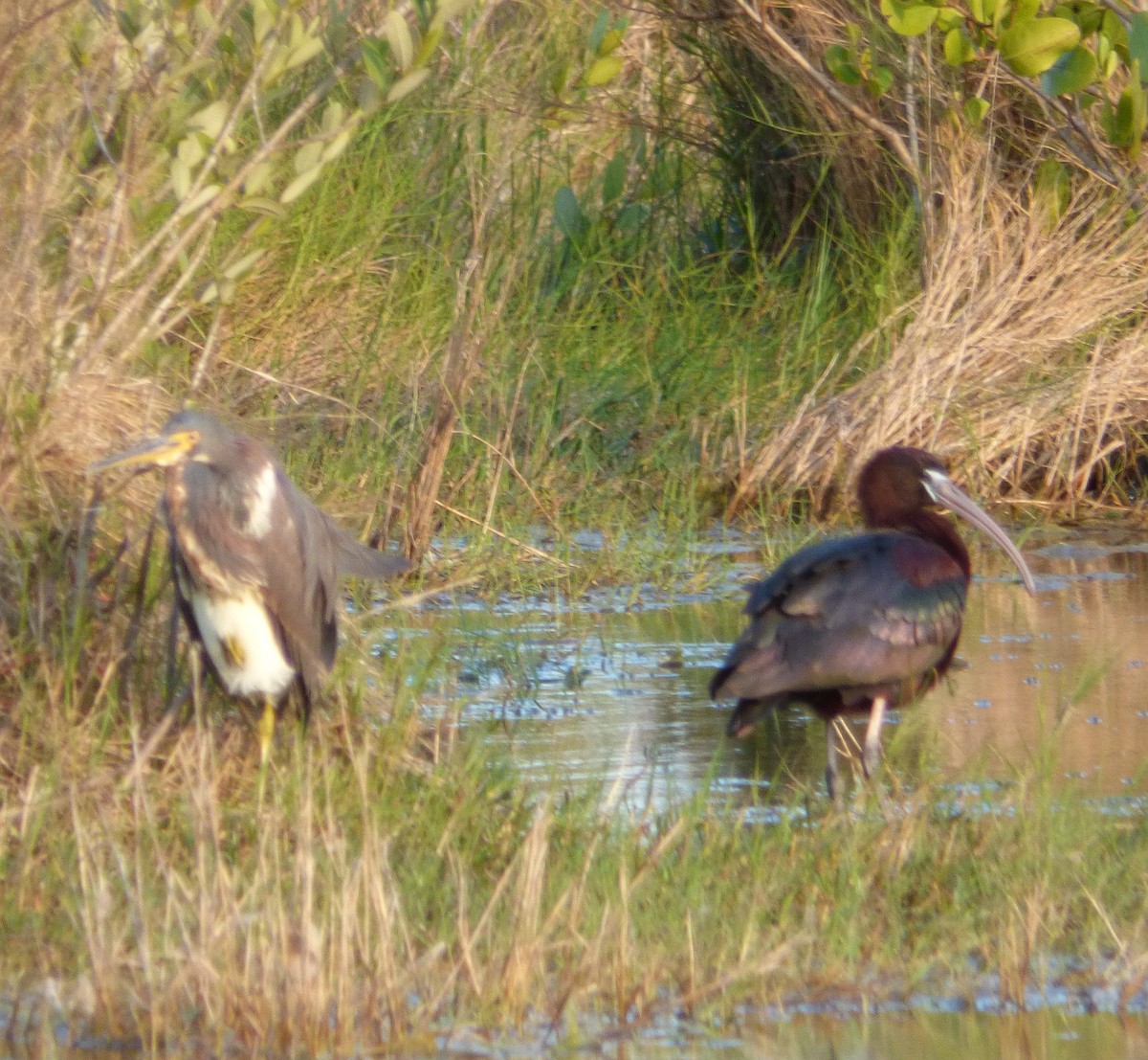 Glossy Ibis - Eric Storms