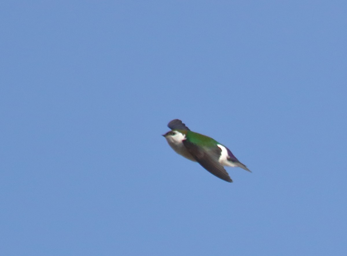 Violet-green Swallow - ML322210251