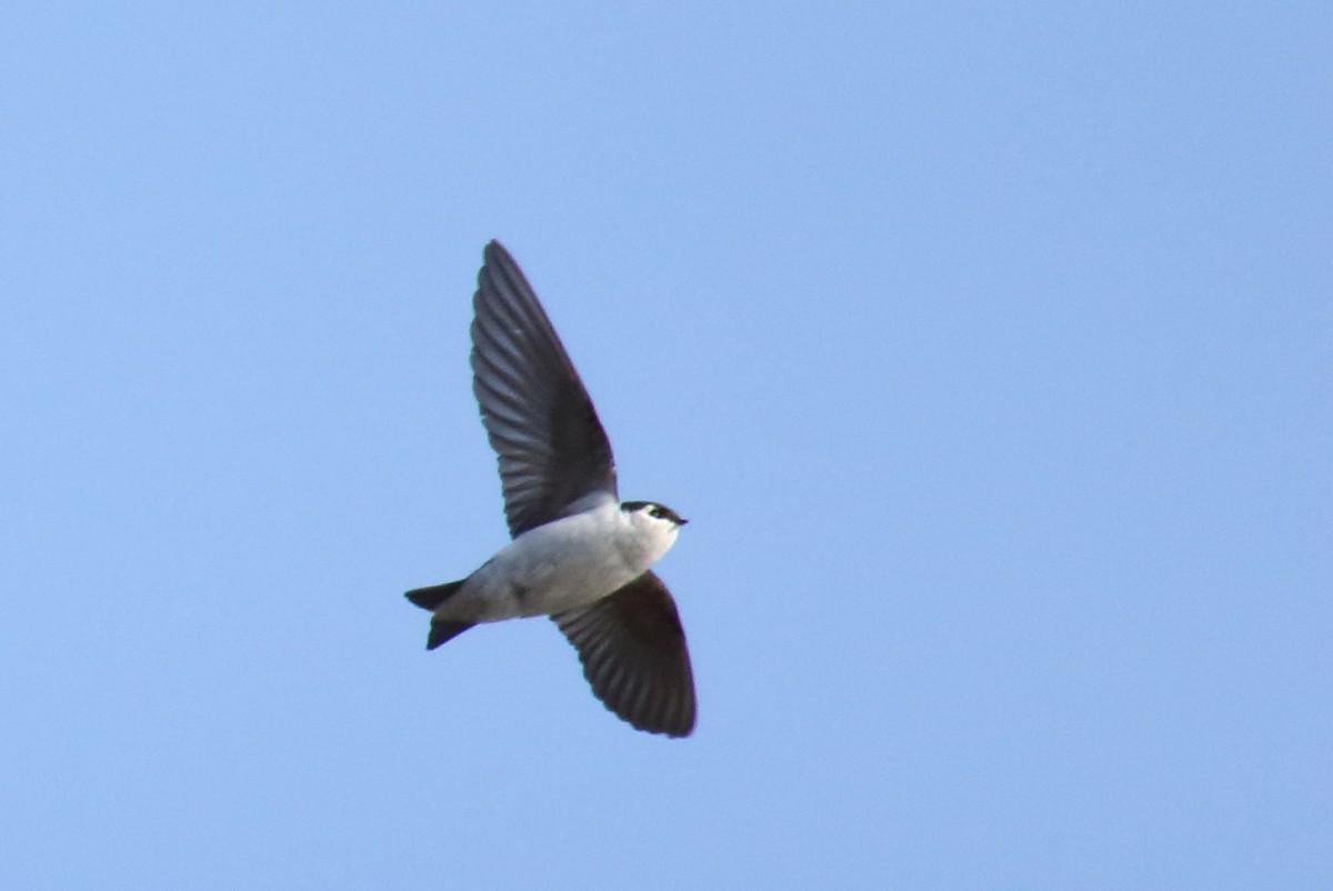 Violet-green Swallow - ML322210261