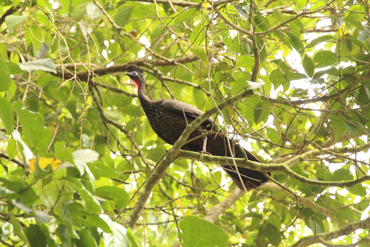 Crested Guan - ML322211221