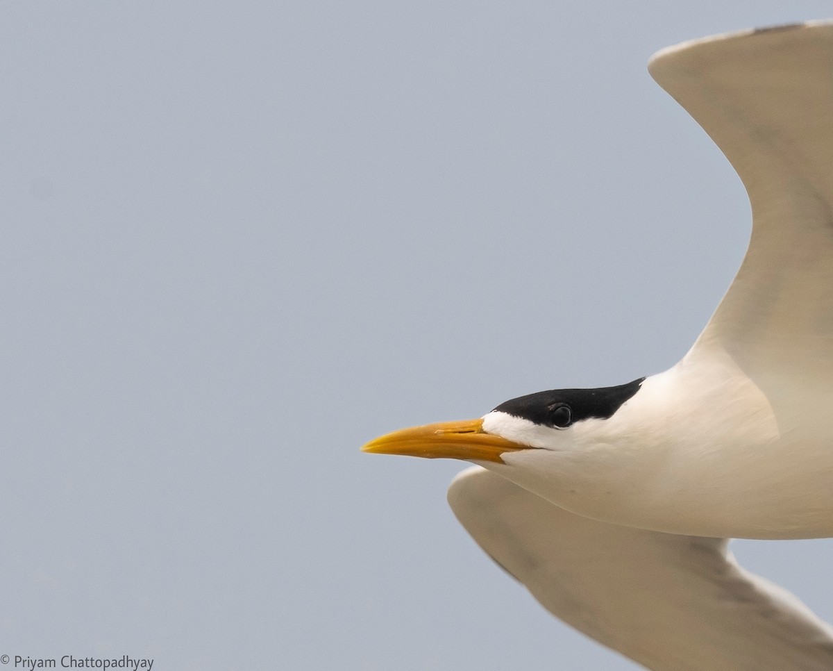 Great Crested Tern - ML322214911