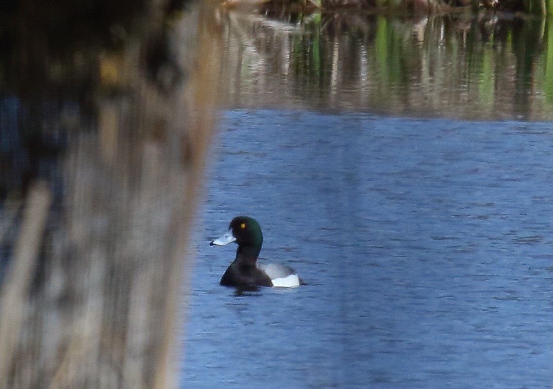 Greater Scaup - ML322216851