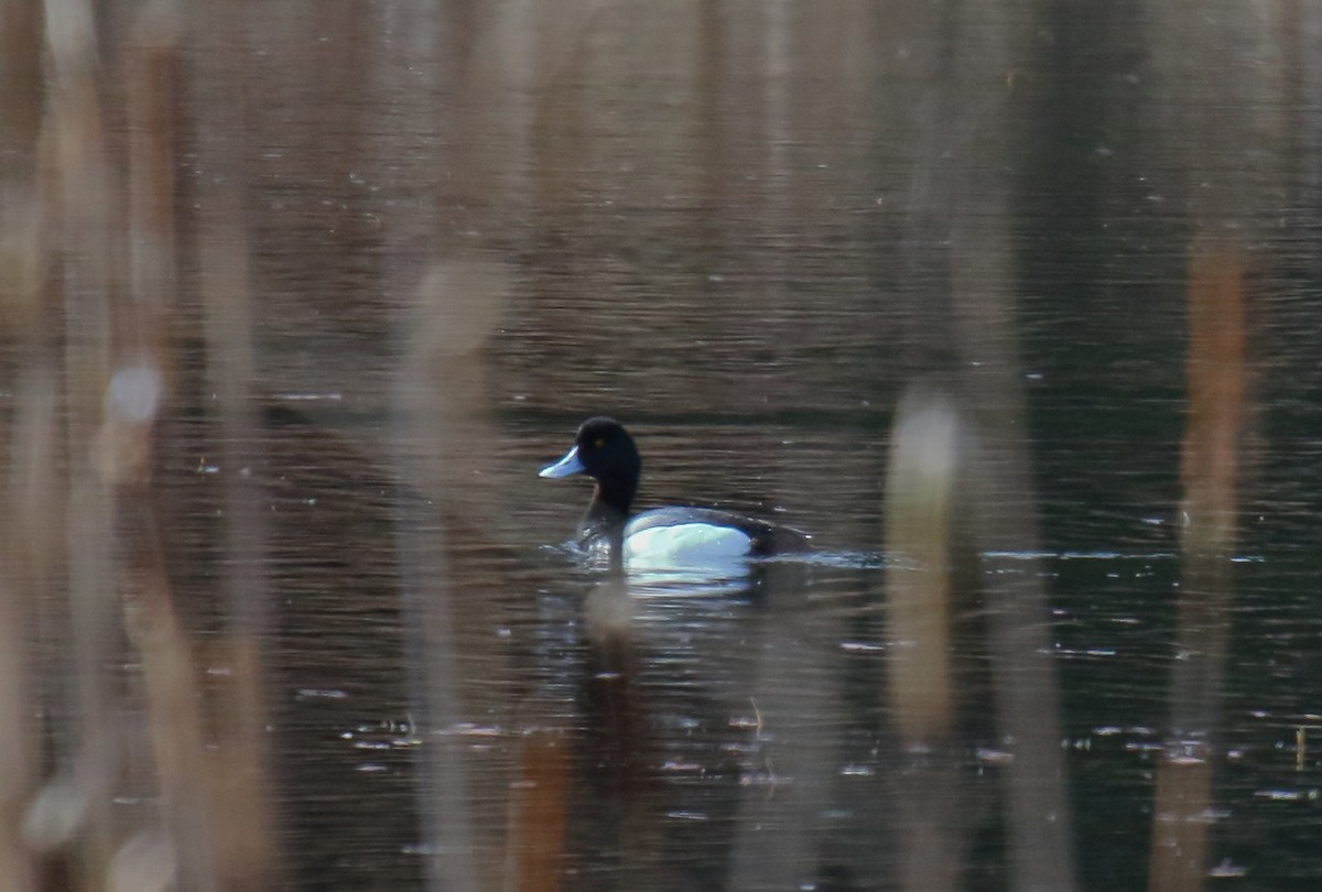 Greater Scaup - ML322216861