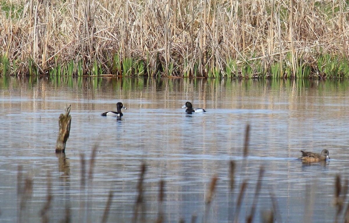 Greater Scaup - ML322216871