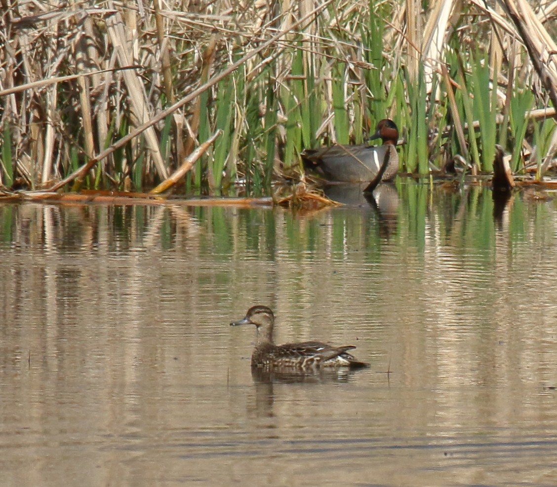 Green-winged Teal - ML322217281