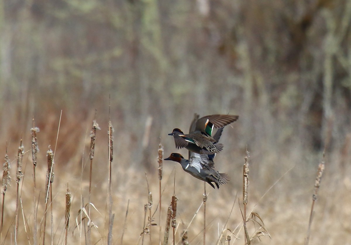 Green-winged Teal - ML322217291