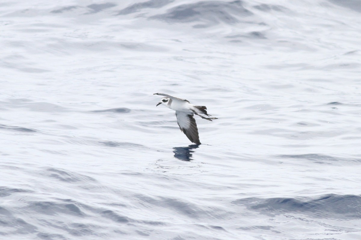 White-faced Storm-Petrel - ML32222051
