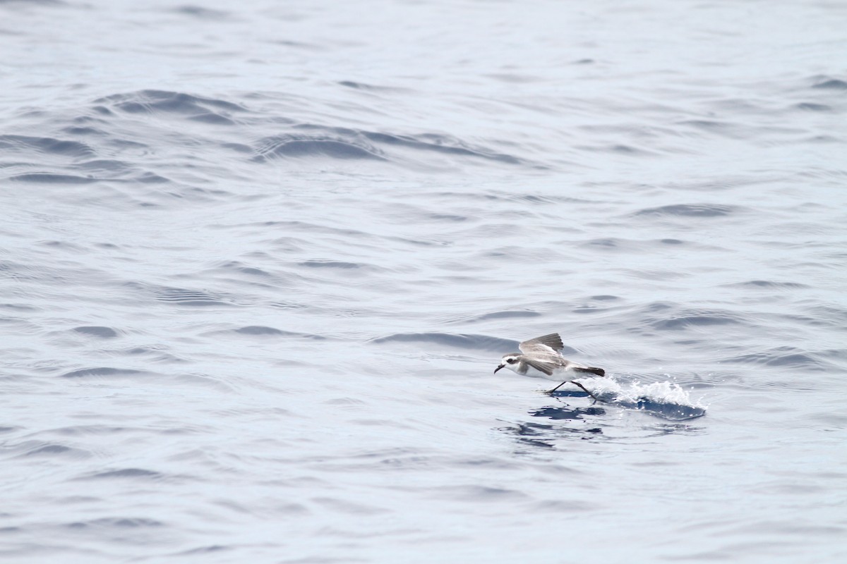 White-faced Storm-Petrel - ML32222151