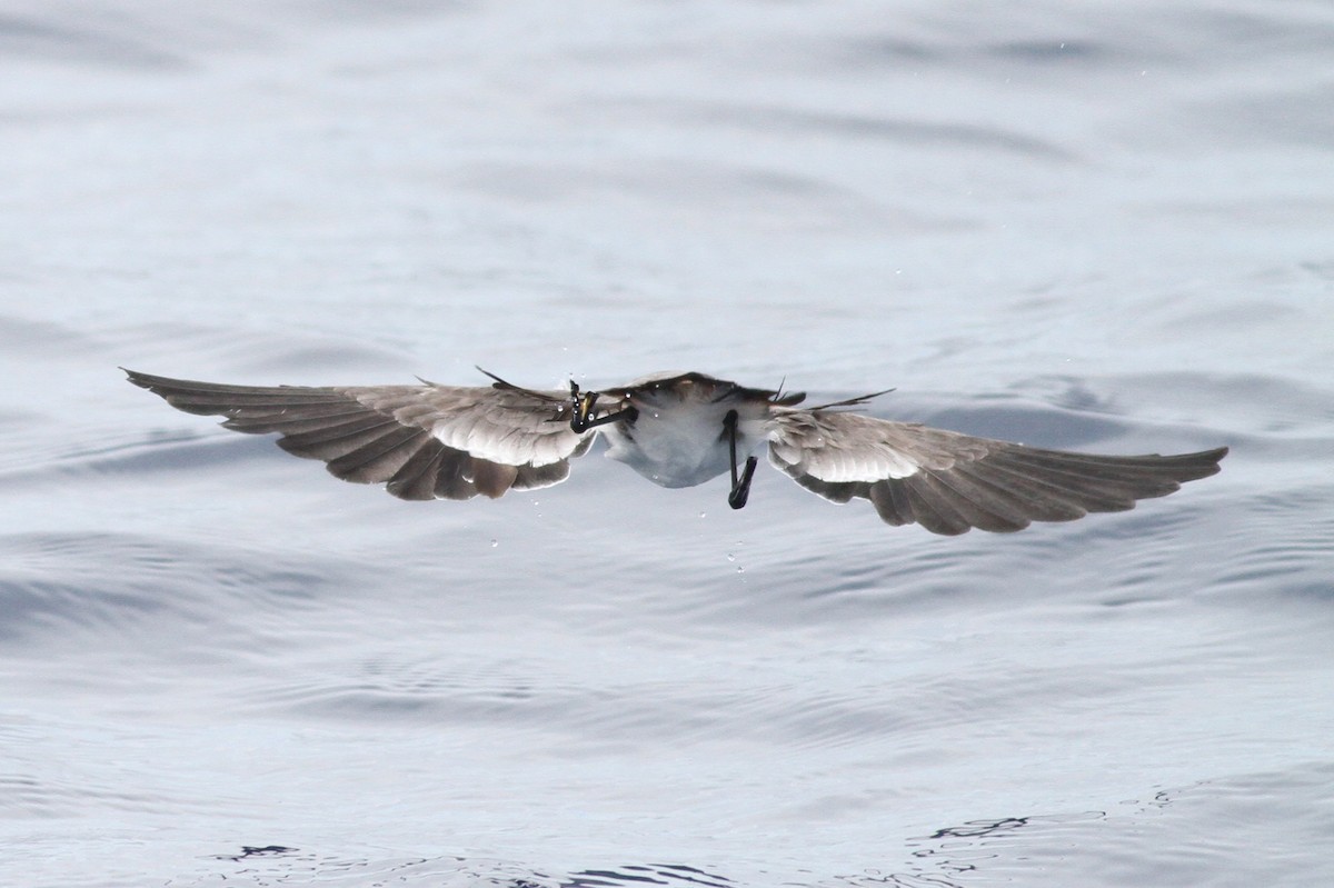 White-faced Storm-Petrel - ML32222181