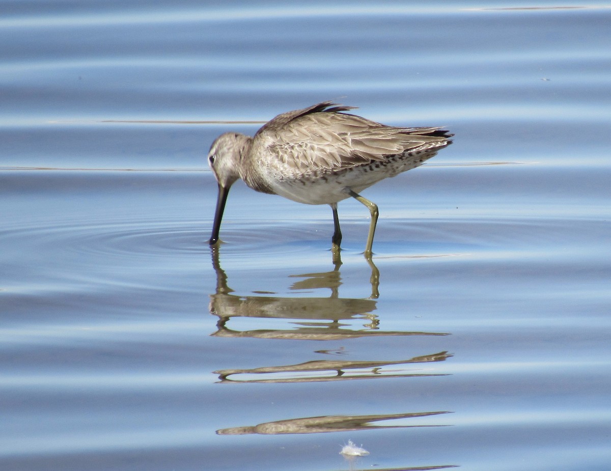 Long-billed Dowitcher - ML322224301