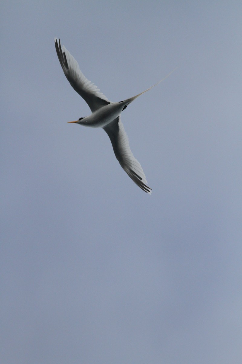 White-tailed Tropicbird - ML32222571