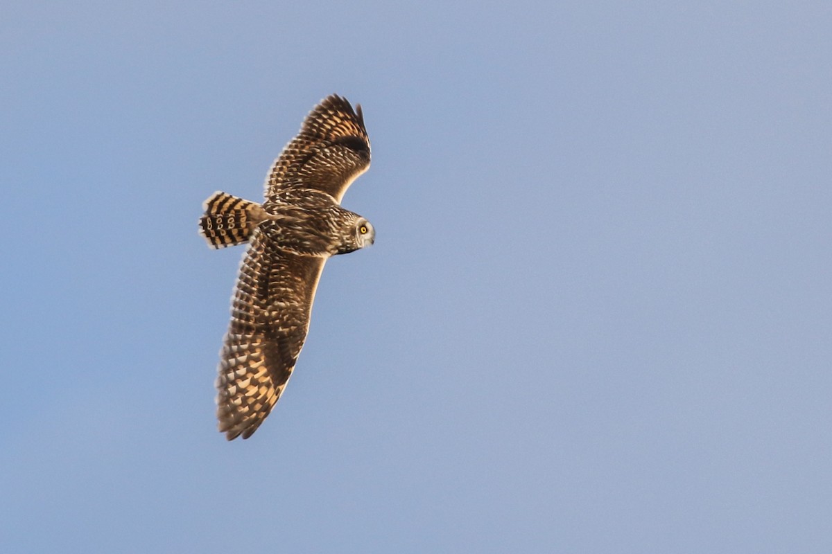 Short-eared Owl (Northern) - Tom Reed