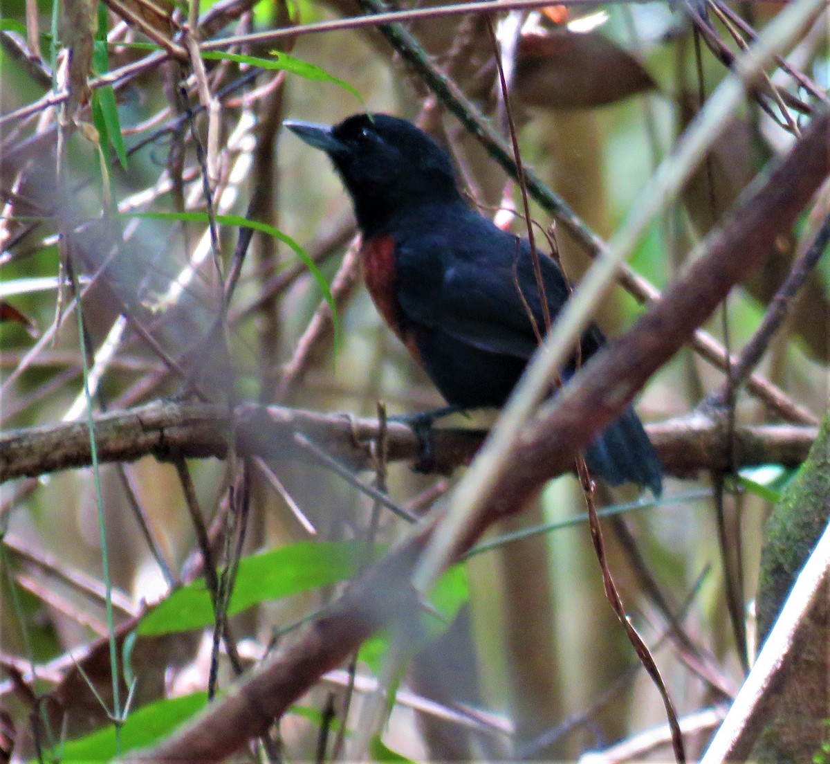 Black Bushbird - ML322226411