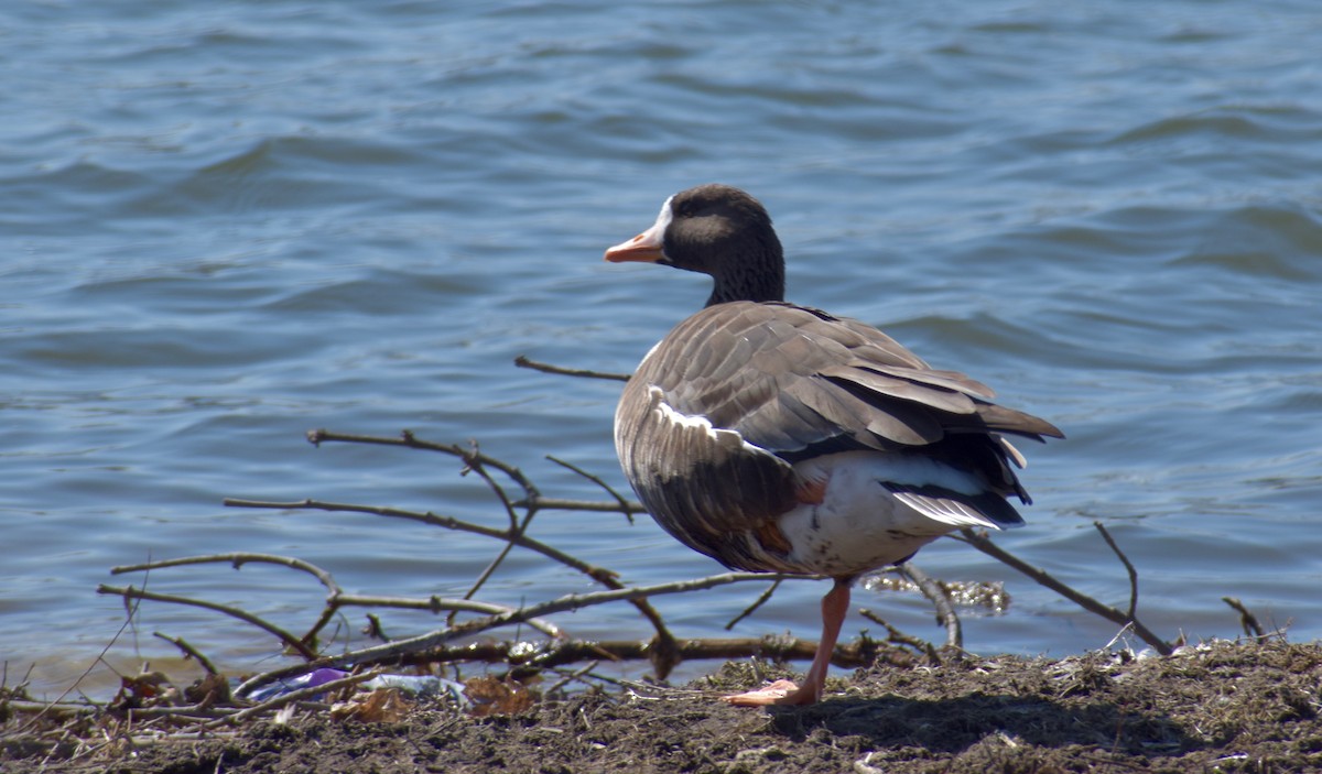 Greater White-fronted Goose - ML322226871