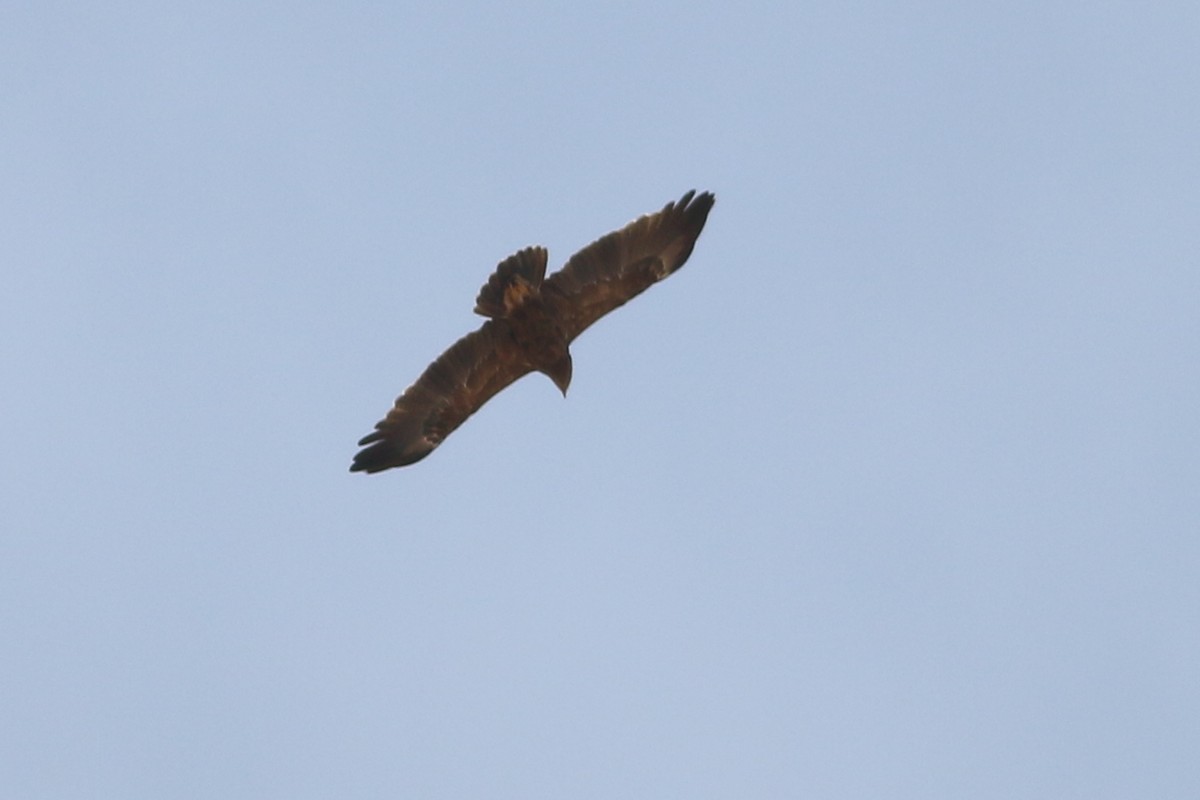 Lesser Spotted Eagle - ML322238221