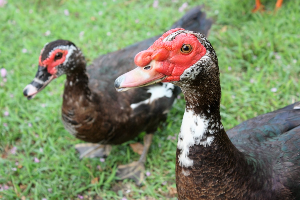 Muscovy Duck (Domestic type) - Brandon Holland